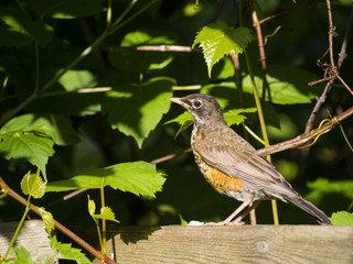 American Robin