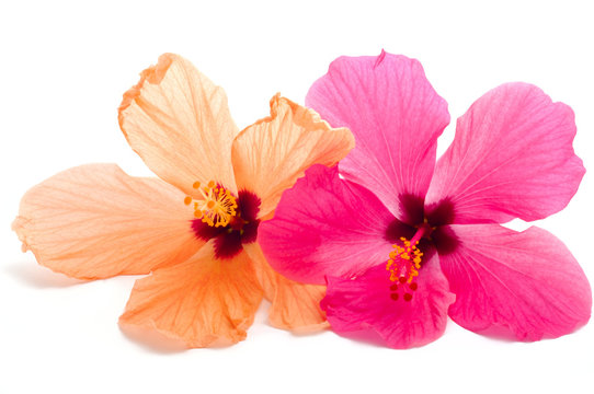 two hibiscus flower isolated on white background