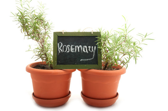 rosemary growing in pots isolated on white