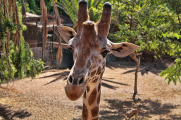 La girafe