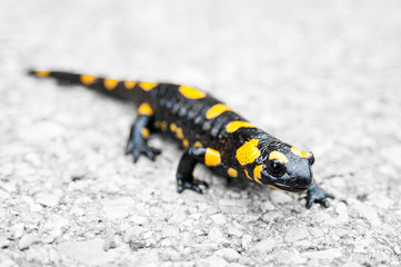 Fire salamander