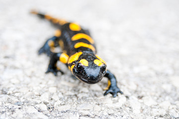 Fire salamander macro
