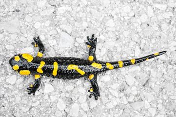 Obraz premium Black yellow spotted fire salamander