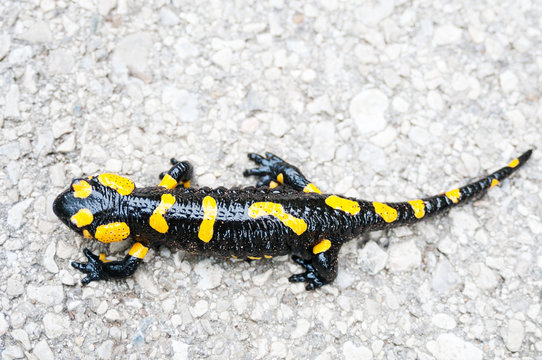 Black yellow spotted fire salamander closeup
