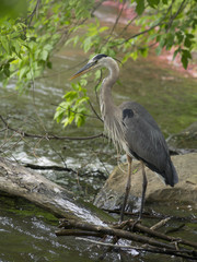 Great Blue Heron