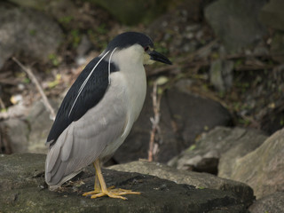 Blac-crowned night heron