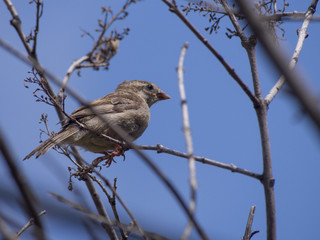 Sparrow bird on a branch