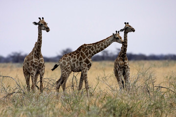 Fototapeta premium Giraffe, Giraffa camelopardalis, in Etosha National Park, Namibia