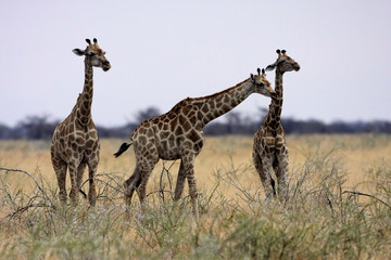 Giraffe, Giraffa camelopardalis, in Etosha National Park, Namibia