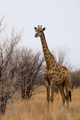 Giraffe, Giraffa camelopardalis, in Etosha National Park, Namibia
