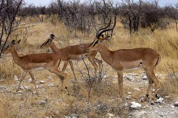 Black-faced Impala, Aepyceros melampus petersi,  Etosha, Namibia