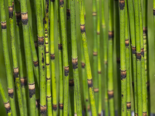 Equisetum Hyemale bamboo look-a-like