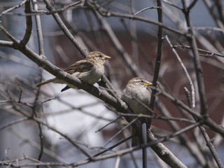 Sparrow bird on a branch