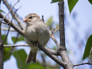 Sparrow bird on a branch