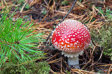 Beautiful mushroom amanita with a red hat and white speckled gro
