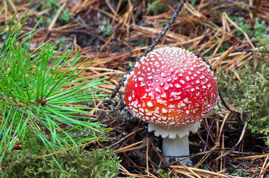 Beautiful mushroom amanita with a red hat and white speckled gro