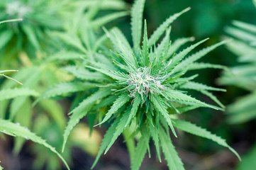 branch of cannabis plant with buds