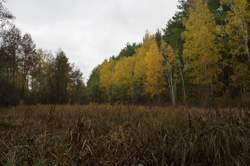 Obraz premium Autumn trees in a forest