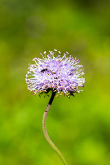 Flower Knautia arvensis (Field Scabious) in the wild