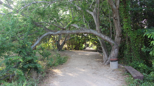ponte sobre bosque 