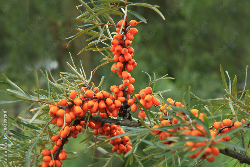 Canvas Prints sea buckthorn plant with fruits