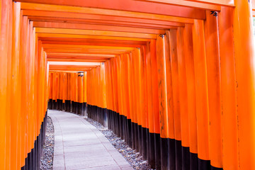 path of torii in the 