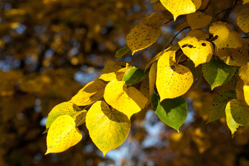 detail of colorful autumn leafs in yellow and golden coloring