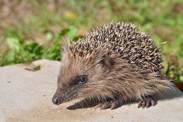 Hedgehog mammal
