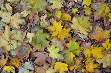 Autumn fallen leaves/autumn maple fallen leaves lying on the ground in the park