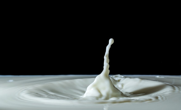 splashing milk isolated on black background