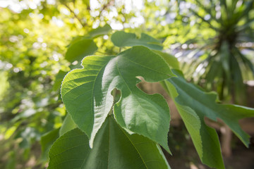 green leaf