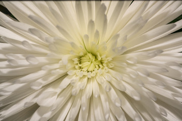 White Dahlia flower close-up