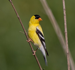 American Goldfinch