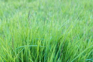 Green grass in the garden texture background