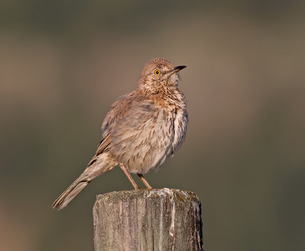 Sage Thrasher