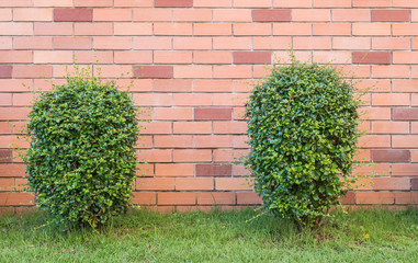 Closeup green plant with red brick wall texture background