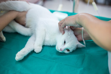 prepare cat for surgery