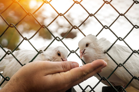 white doves eating from the palm through the metal grille in the
