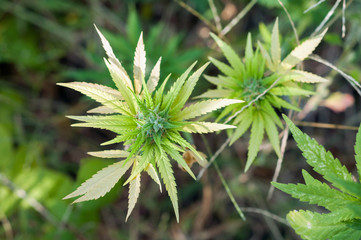 branch of cannabis plant with buds