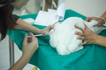Obraz na płótnie Canvas prepare cat for surgery