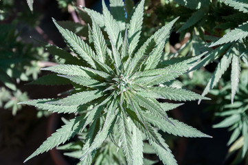 branch of cannabis plant with buds
