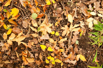 autumn leaves on the ground