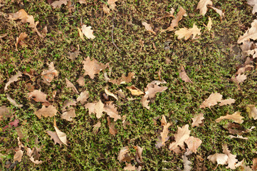 autumn leaves on the ground