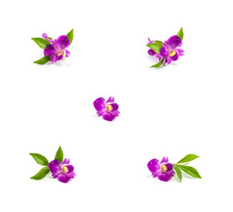 Obraz na płótnie Canvas Group of purple flower isolated on white background