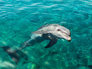Fototapeta premium Dolphin smiles like Mona Lisa