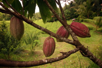 ASIA INDONESIA BALI LANDSCAPE CACAO COCOA © flu4022