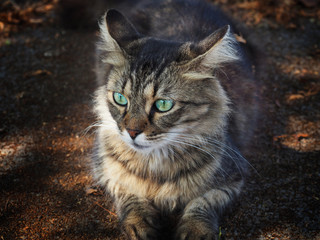 Beautiful furry cat pondered
