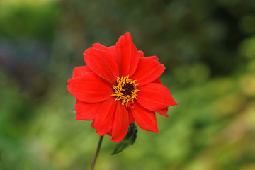 Red Flower Isolated on Bokeh Background