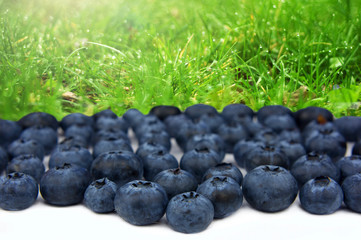 Blueberries in garden. selective Focus