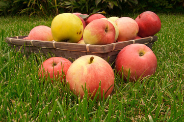 basket with apples